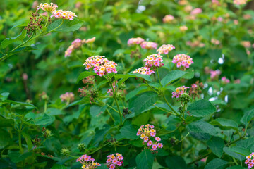 Lantana camara commonly known as west indian lantana