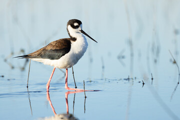 A black-necked stilt (Himantopus mexicanus), a delicate wading bird, at Myakka River State Park, Florida