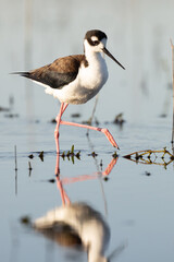 A black-necked stilt (Himantopus mexicanus), a delicate wading bird, at Myakka River State Park, Florida