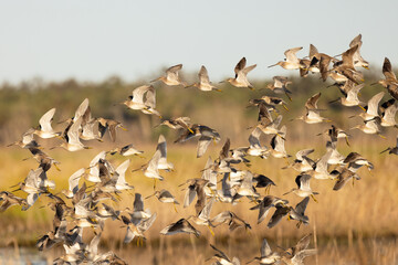 A flock of wading birds known as dowitchers (Limnodromus sp.) in flight at Myakka River State Park, Florida