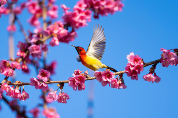 Green-tailed Sunbird ,Aethopyga nipalensis or Nepal yellow-backed sunbird, in the family Nectariniidae live on Ang khang in Chiang Mai, Thailand.