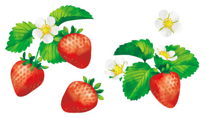 水彩風イラスト　いちご　花と実と葉