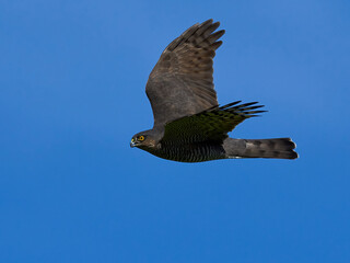 Eurasian sparrowhawk (Accipiter nisus)