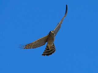 Eurasian sparrowhawk (Accipiter nisus)