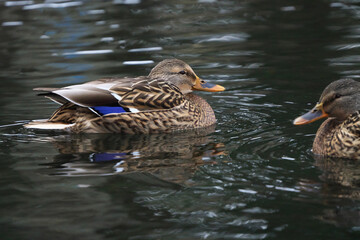 池を泳ぐマガモ