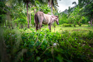 Beautiful domisticated horse enjoying its meal after a daily houling work at the farm