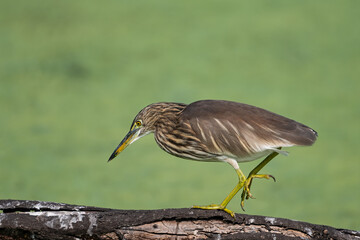Pond Heron