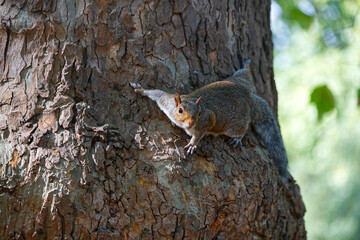 Near view of a squirrel in the city park