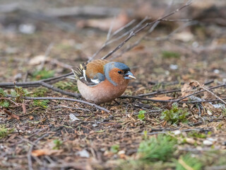 Common chaffinch, Fringilla coelebs, sits on a green lawn in spring. Common chaffinch in wildlife.
