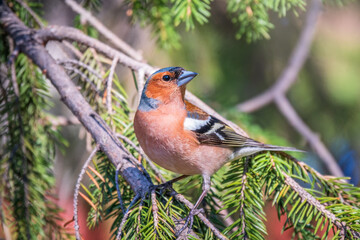 Common chaffinch, Fringilla coelebs, sits on a branch in spring on green background. Common chaffinch in wildlife.