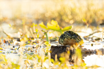 A freshwater turtle basking in the sun in a wetland in Sarasota, Florida