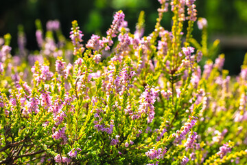 Beautiful blooming purple heather in wood, forest, meadow at sunny day. Small lilac flowers on long stems in botanical garden. Flowering, gardening, floriculture. Calluna vulgaris on green background.