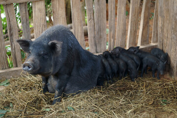 Boar mammal and juvenile in pigsty