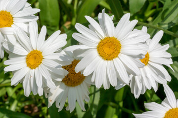 Beautiful White Shasta Daisies Growing In The Garden In Summer © Barbara