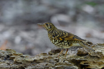 Scaly Thrush, Beautiful bird in Thailand.