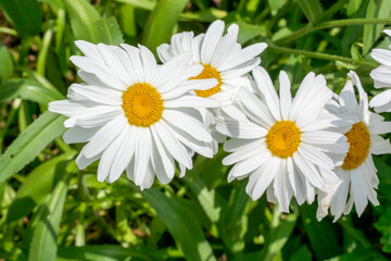 Obraz premium Beautiful White Shasta Daisies Growing In The Garden In Summer
