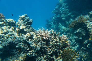 Fototapeta na wymiar Korallen im Roten Meer