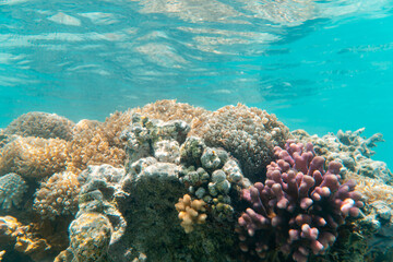 Fototapeta na wymiar Korallen und im Roten Meer