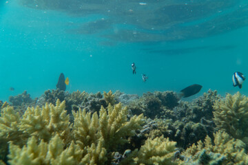 Fototapeta na wymiar Korallen und im Roten Meer