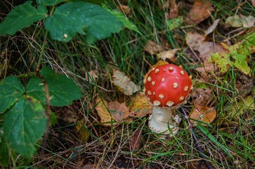 fly agaric mushroom
