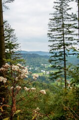 landscape with trees