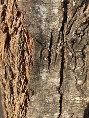 bark of a tree
