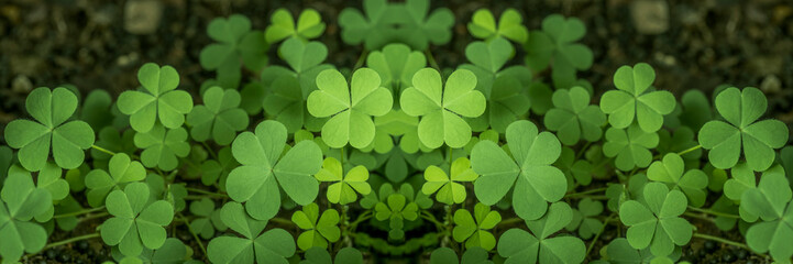 Green background with three-leaved shamrocks, Lucky Irish Four Leaf Clover in the Field for St....