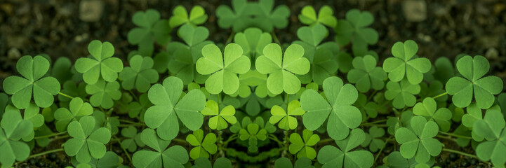 Green background with three-leaved shamrocks, Lucky Irish Four Leaf Clover in the Field for St. Patricks Day holiday symbol. with three-leaved shamrocks, St. Patrick's day holiday symbol, earth day.