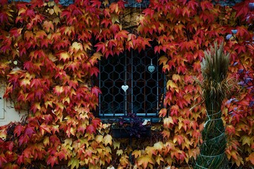 window with autumn leaves