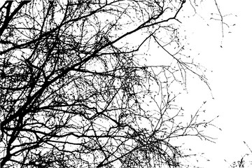 Tree branch silhouette on transparent background	