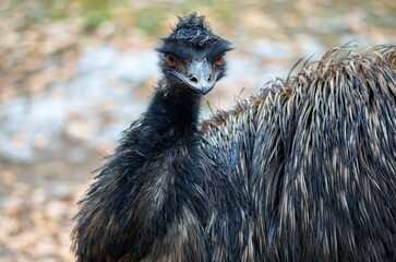 close up of a ostrich