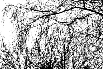 Tree branch silhouette on transparent background	