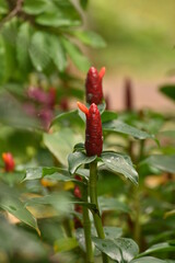 Costus spicatus, also known as spiked spiralflag ginger or Indian head ginger, is a species of herbaceous plant in the Costaceae family 