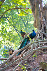 美しい孔雀の群れ