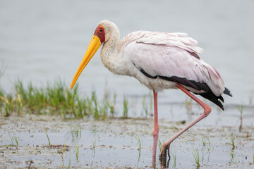 Yellow-billed stork foraging in natural habitat