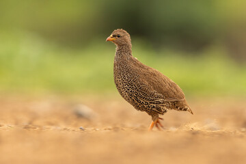 Natal francolin in a natural environment against a green background