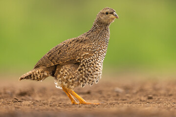 Natal francolin in a natural environment against a green background