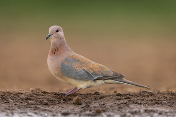 Laughing dove perched on the ground