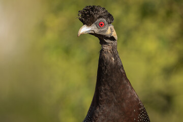 Crested Guineafowl portrait against a green background