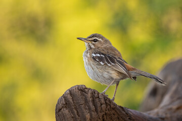 Reb-backed scrub-robin perched on a tree branch