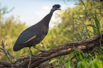 Crested Guineafowl perched on a branch 