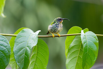 Purple Honeycreeper bird perched in a plant with a green background in the tropical rainforest of...