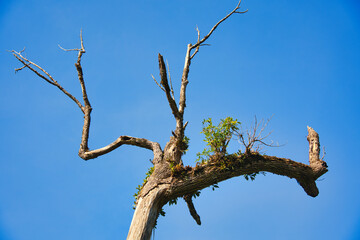青空に伸びる枯れ木