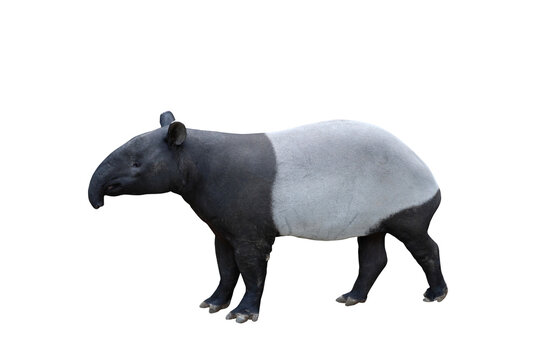 Side view of tapir isolated on transparent background png file
