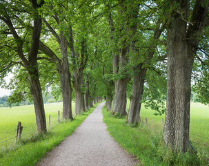 walkway through green oak alley to lookout tower Aussichtsturm Ebersberg
