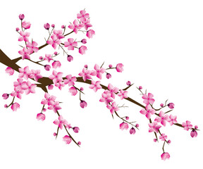 nature spring plant cherry blossom