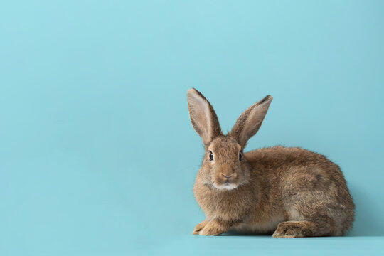 Front view of brown cute baby rabbits on blue background , Little cute rabbits sitting with Lovely action on blue