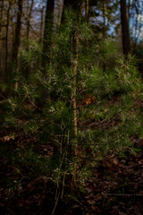 Obraz premium Forêts avec les premiers rayon de soleil