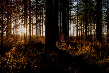 Forêts avec les premiers rayon de soleil