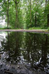 Rustic scene of an abandoned path in the woods with reflection in a pool of water. Green leaves on the trees. The Netherlands Soest.